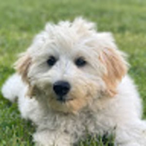 Meet your Posher, Leo xu